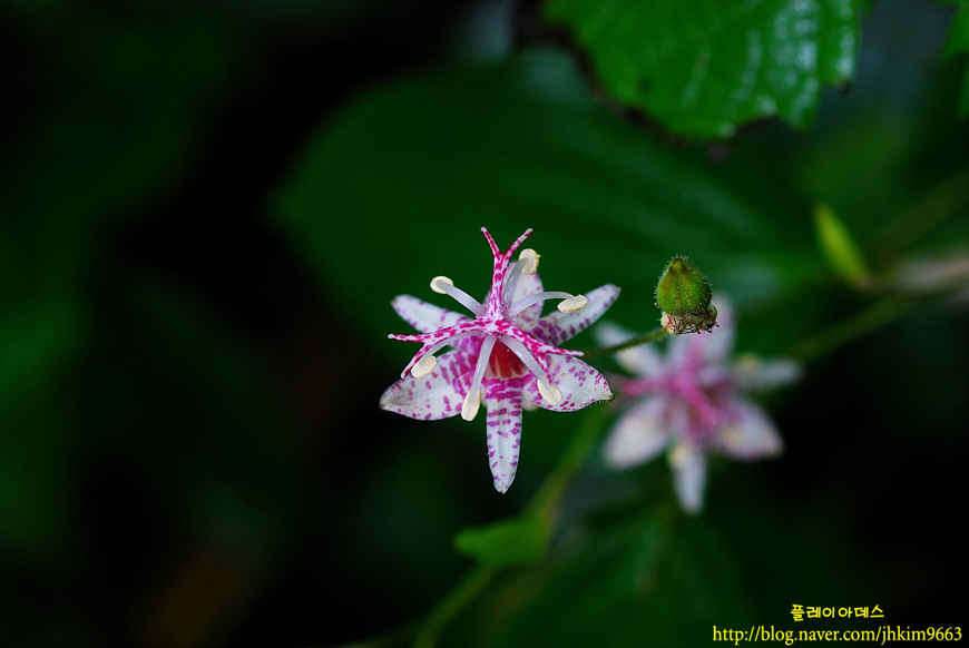 DSC_6458.jpg