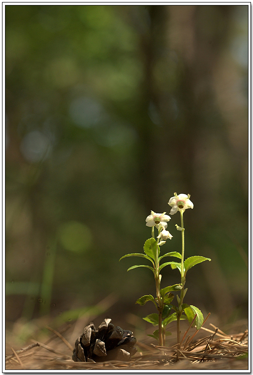IMG_0162.CR2.jpg