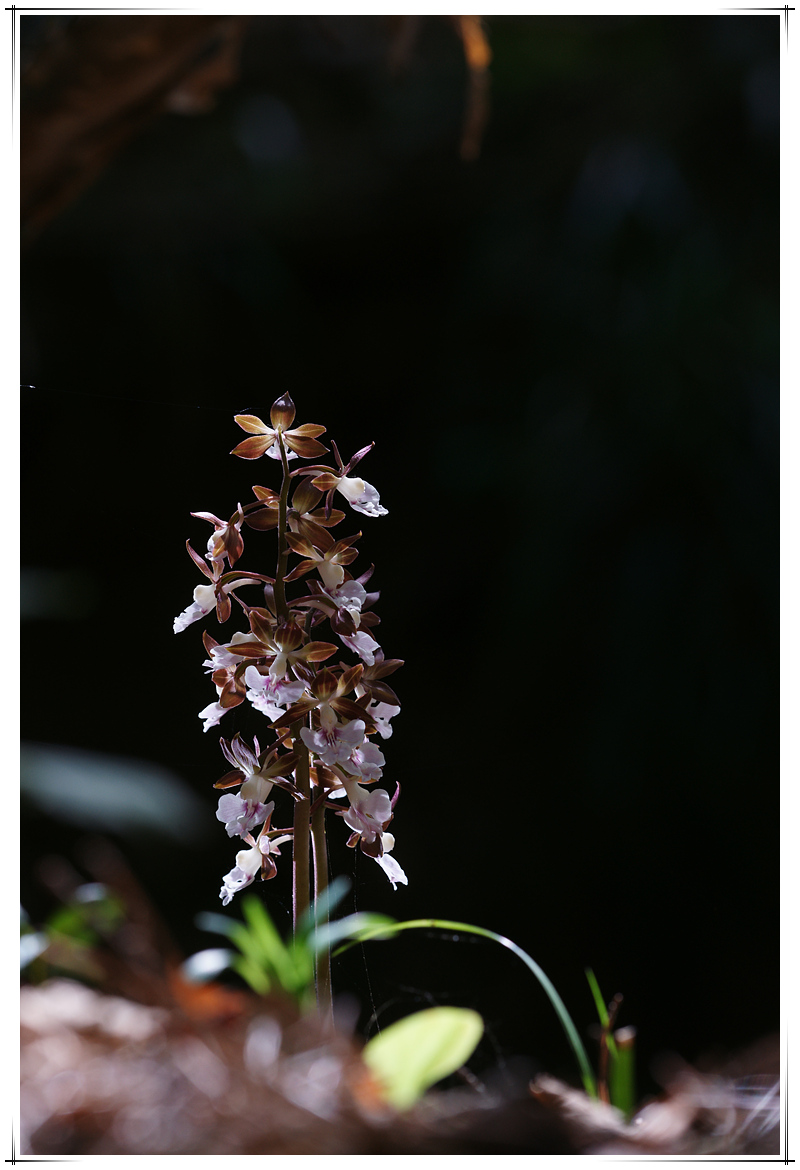 DSC08116.jpg