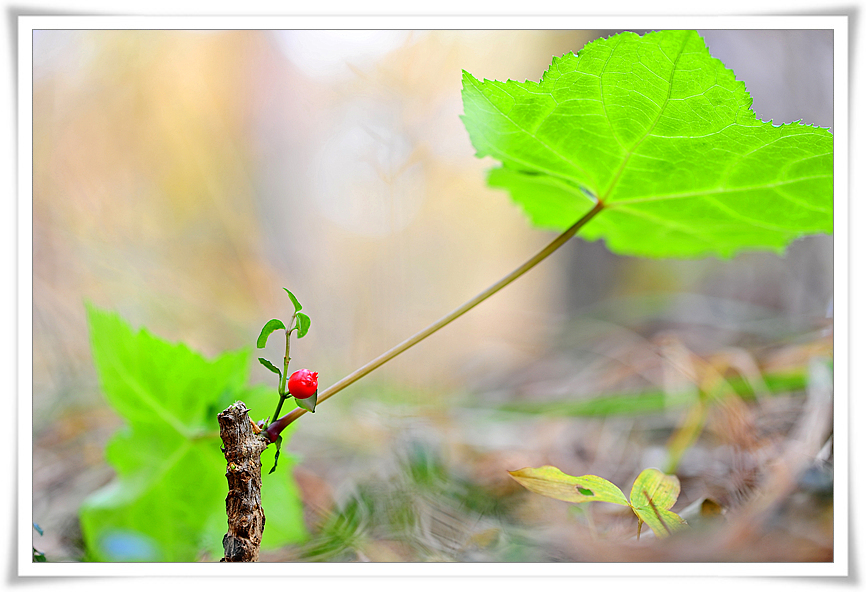 DSC_8051-1.jpg