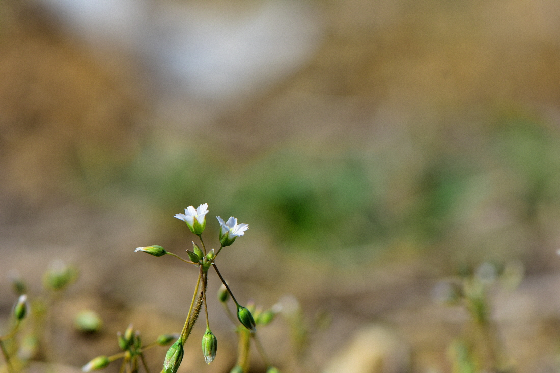 DSC_2756.JPG