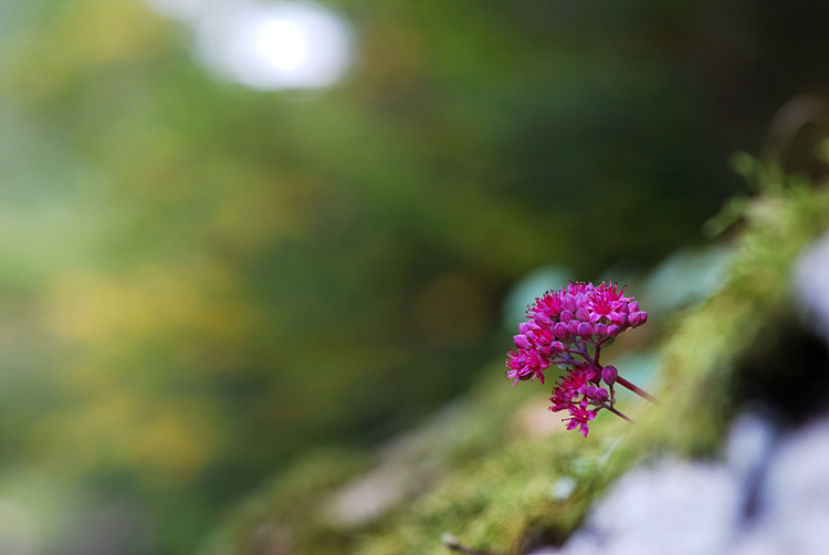 DSC_0124.jpg
