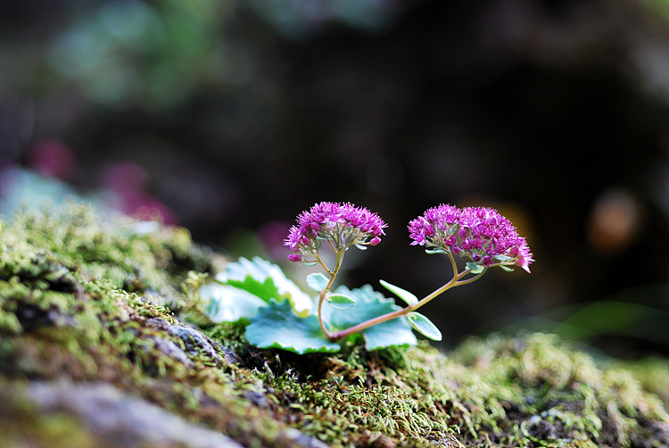 DSC_0109-1.jpg
