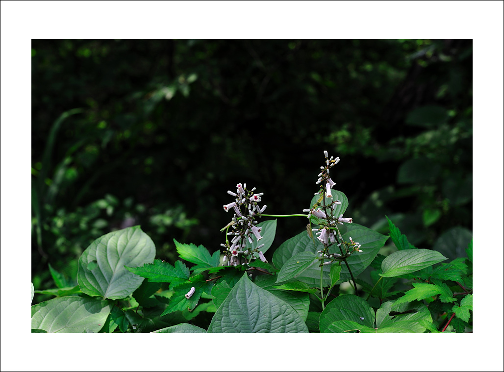 DSC_4649.jpg