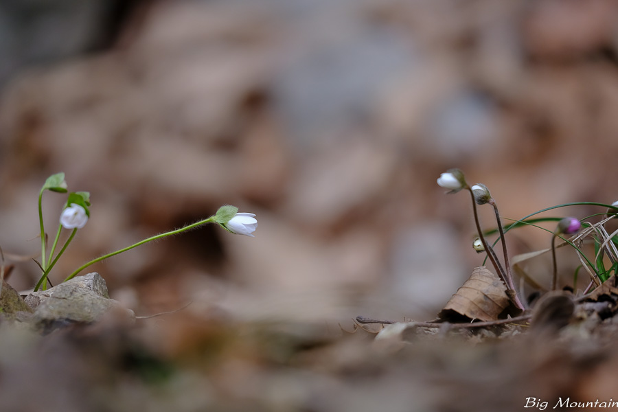 E5A1A975-9F65-4E7B-94F8-E3159D61759C.jpeg