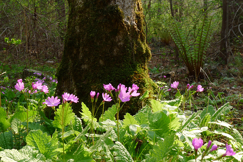 20130504-L1060441.jpg