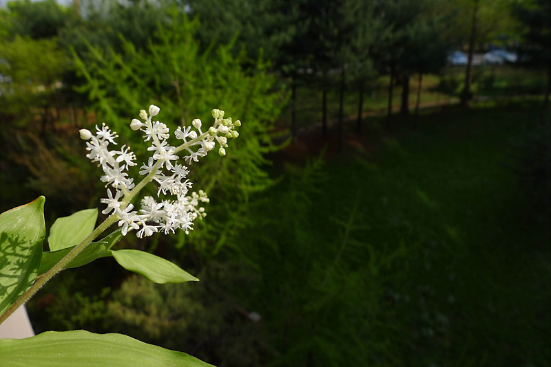20130501-L1060304.jpg
