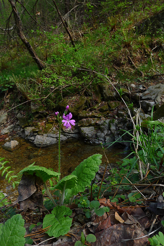 20130504-L1060416.jpg