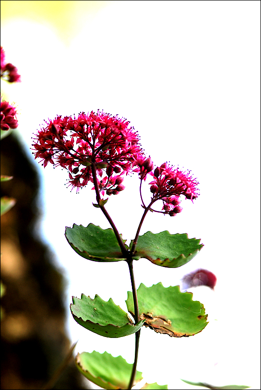 DSC_3769.jpg
