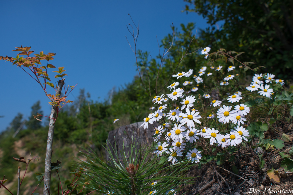 _DSC8662.jpg