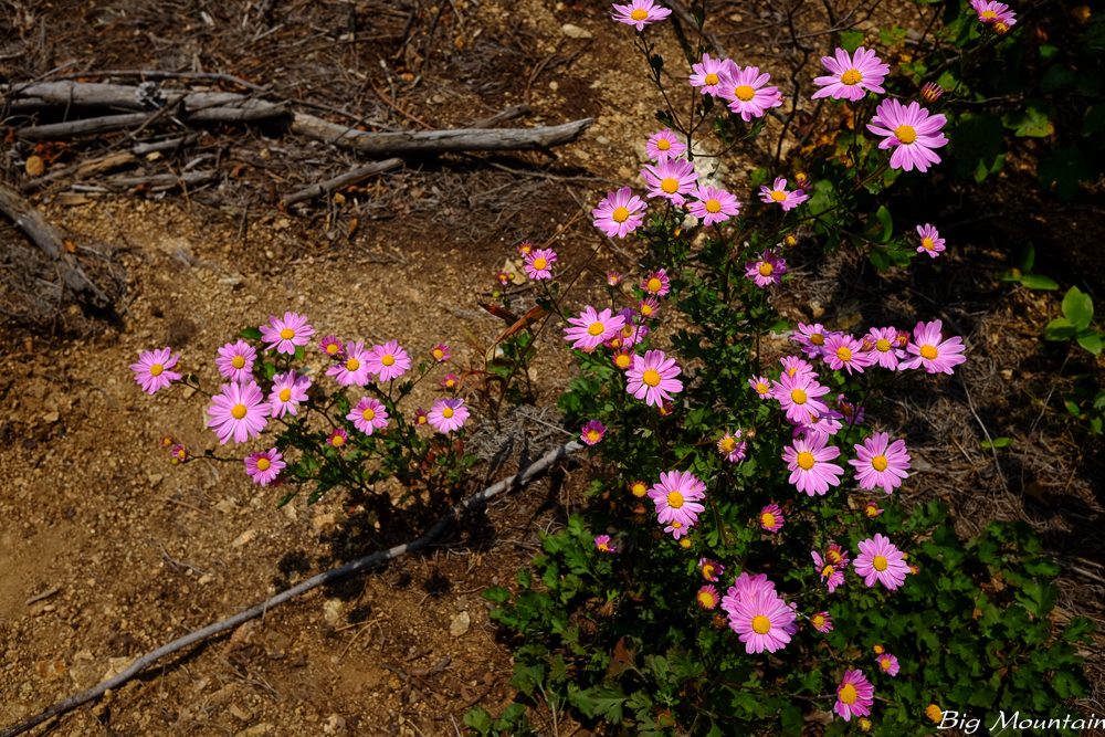 DSCF5911.jpg