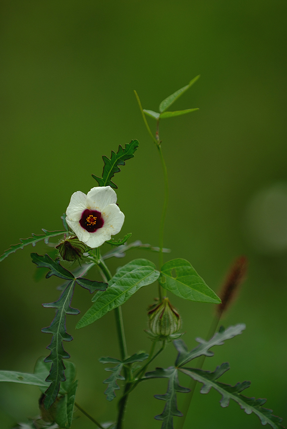DSCF3755_2.jpg
