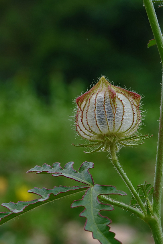 DSCF3699_2.jpg