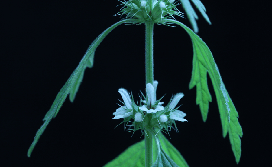 L. supina0.gif