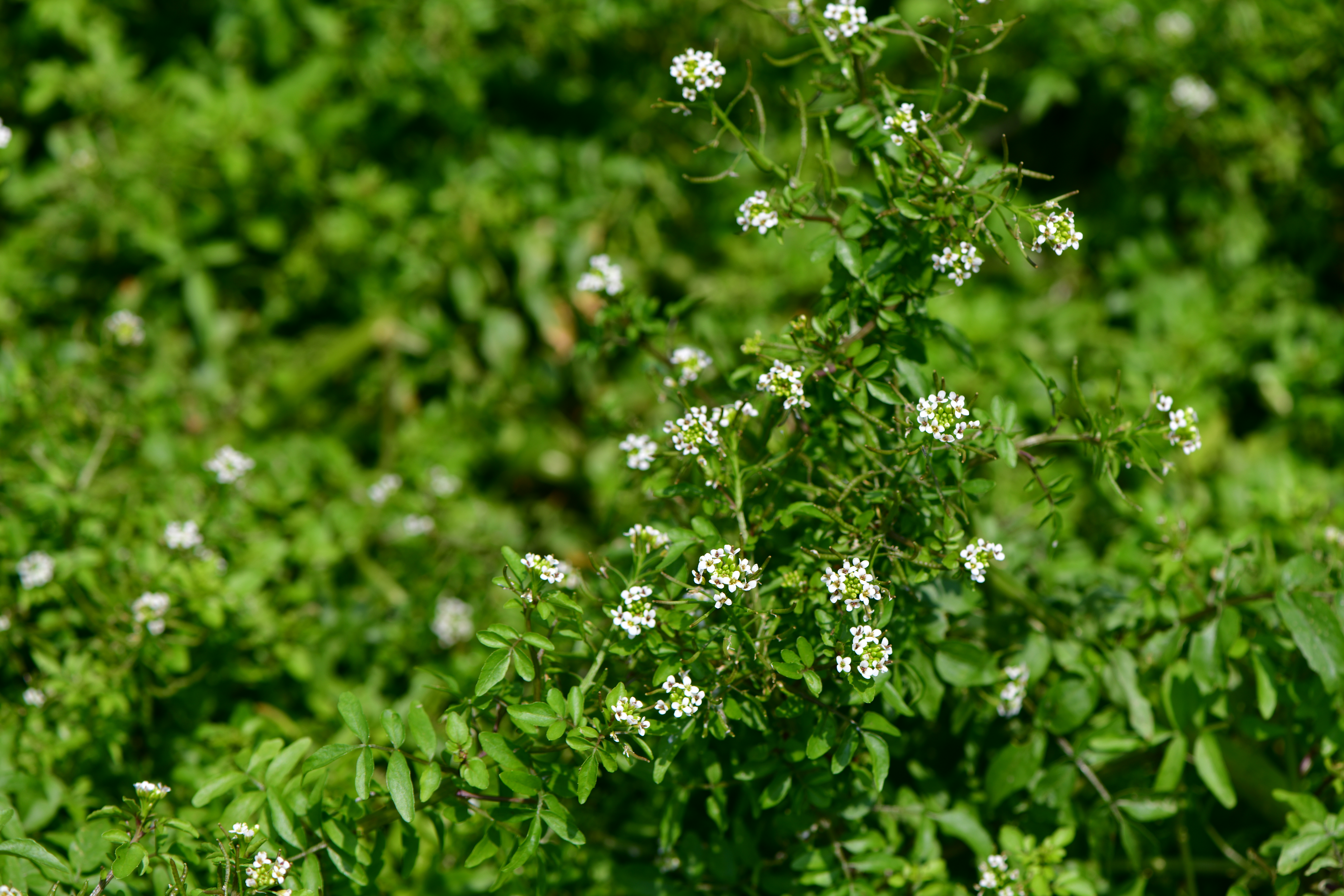 DSC_9485.JPG