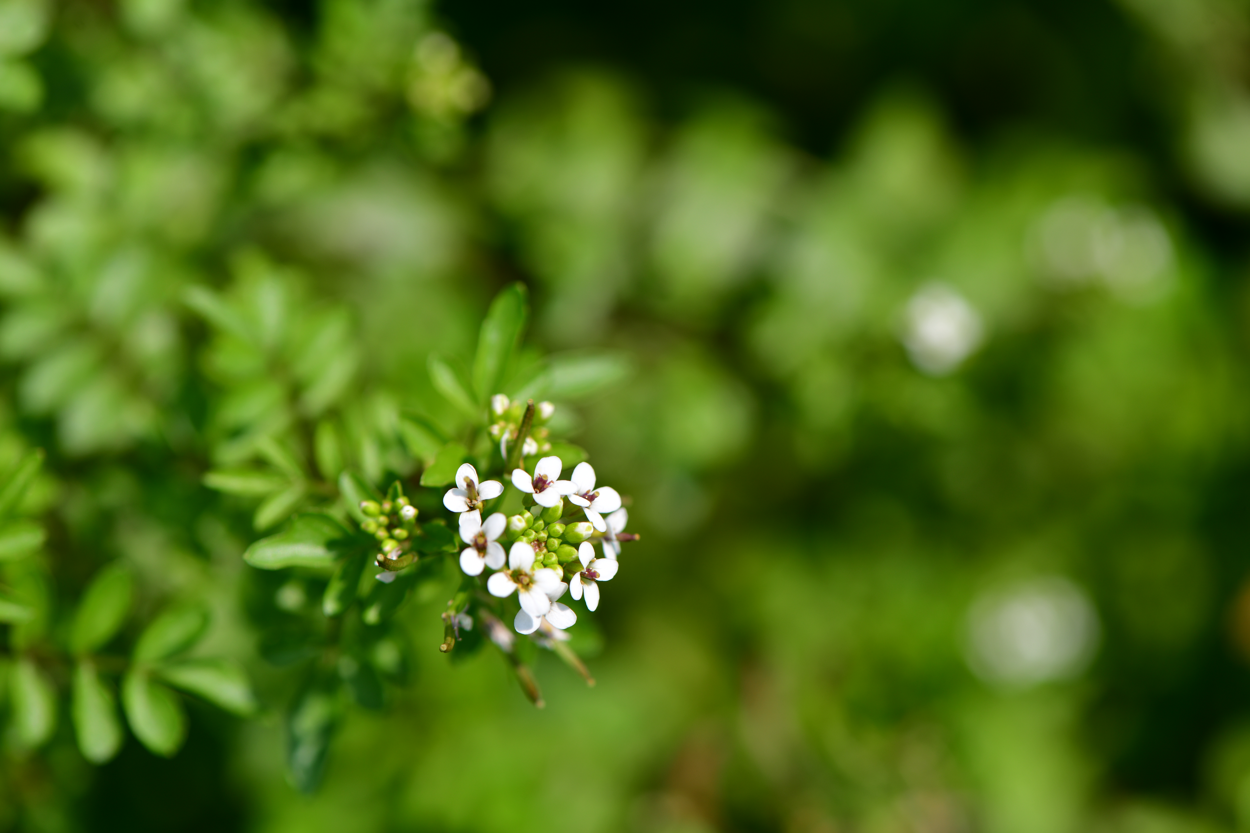 DSC_9455.JPG