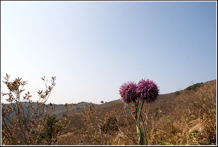 C_5-산부추73.jpg
