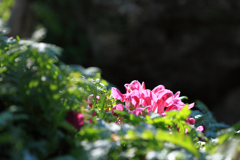 IMG_7539a.jpg