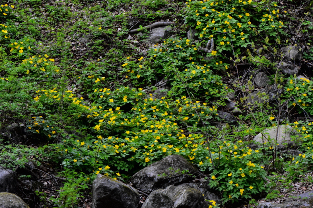 DSC_7155.JPG
