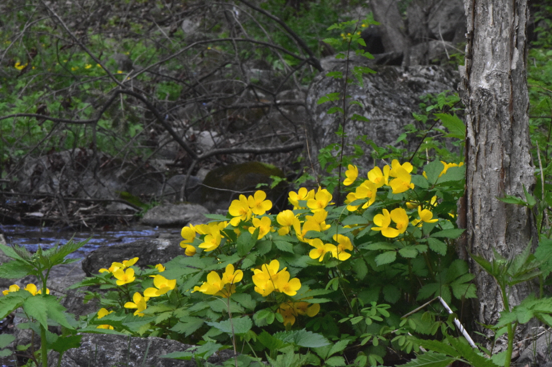DSC_7146.JPG