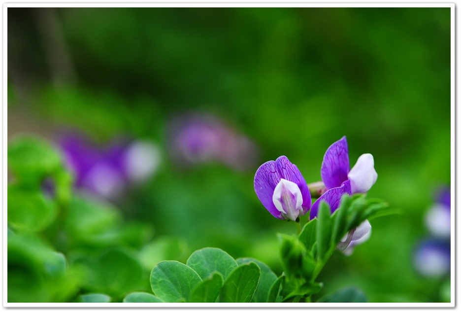DSC_8693-1.jpg