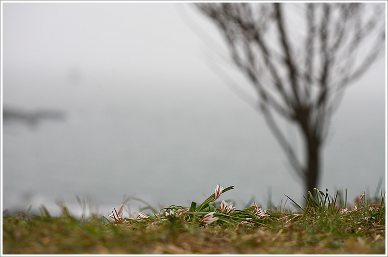 섬 산자고.jpg
