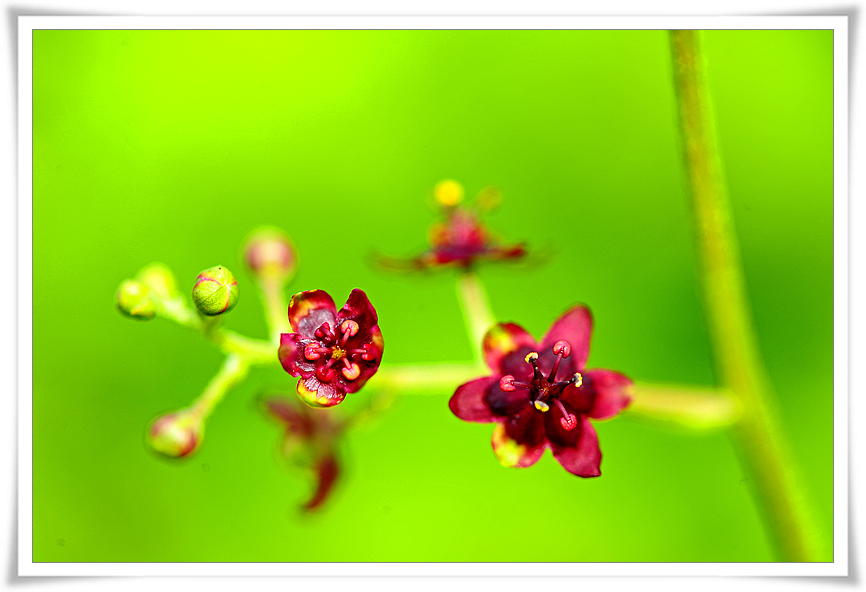 DSC_5277-1.jpg