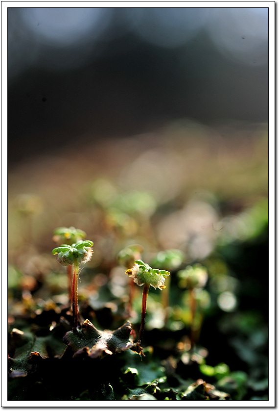 우산이끼03.jpg