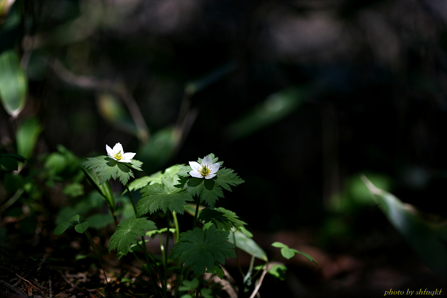 QH3S4493.jpg