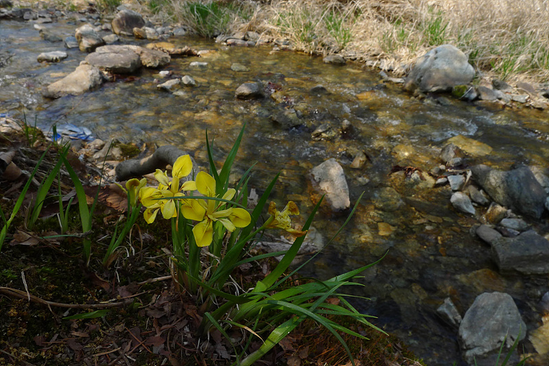 20130504-L1060368.jpg
