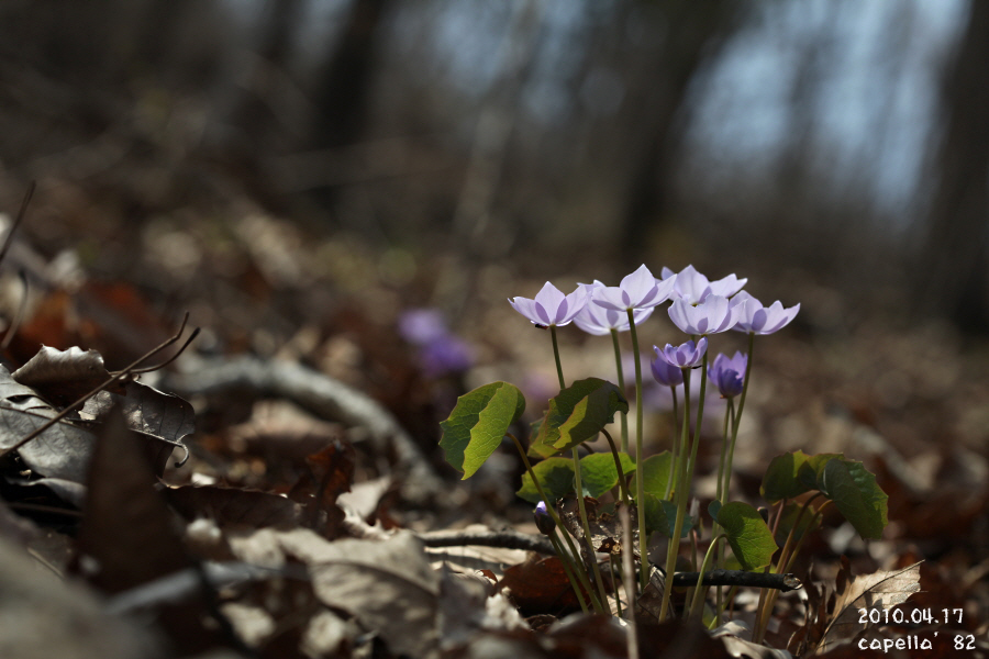 0417-5.JPG