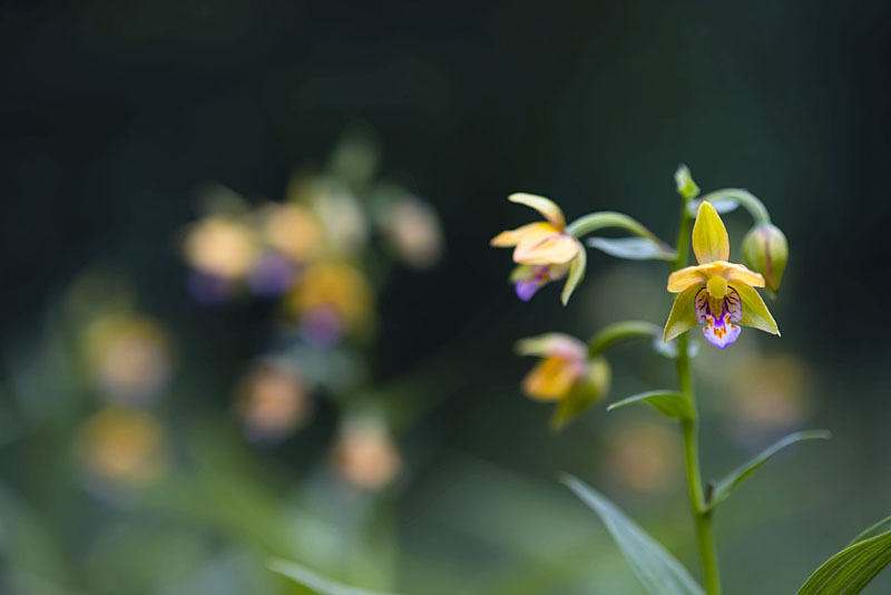 20130706_0237a-1.jpg