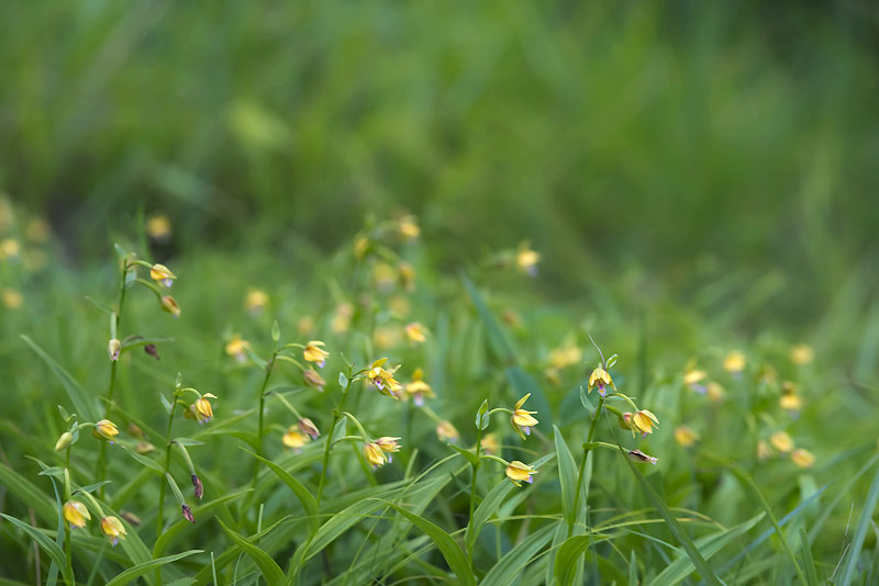 20130706_0174a-1.jpg
