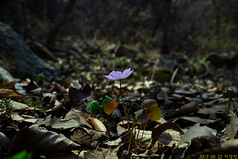 SDIM지장산 b(10).jpg