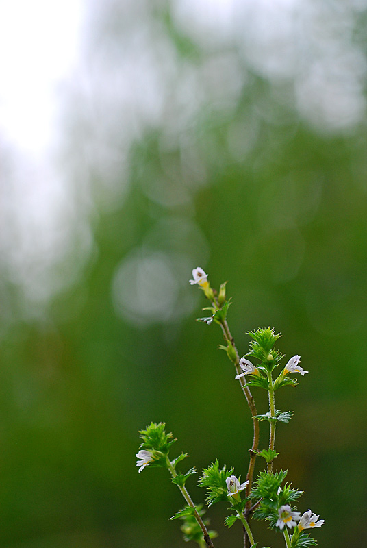 DSC_0617-1.jpg