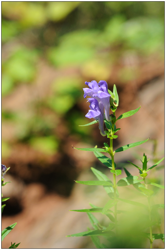 DSC_9381.jpg