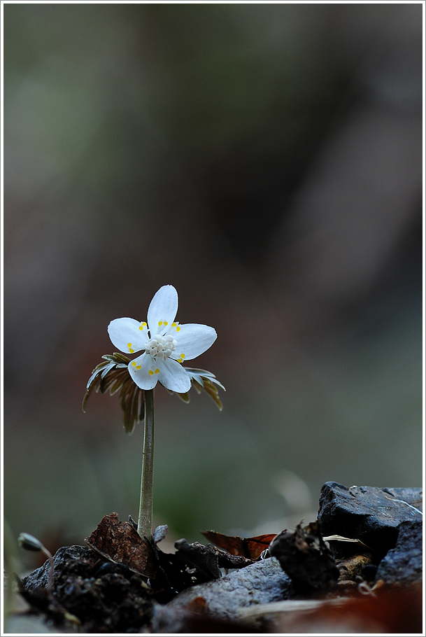 변산바람꽃 348.jpg