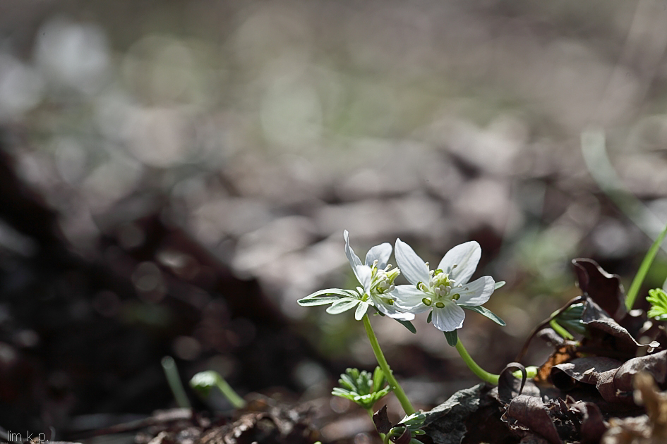 변산바람꽃1419-2-2.jpg