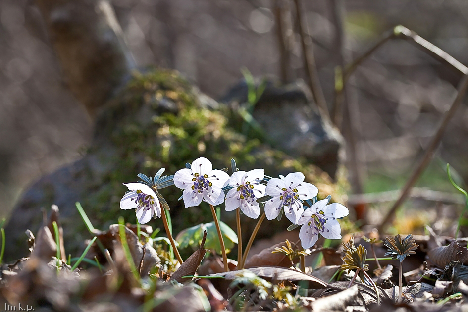 변산바람꽃1469.JPG