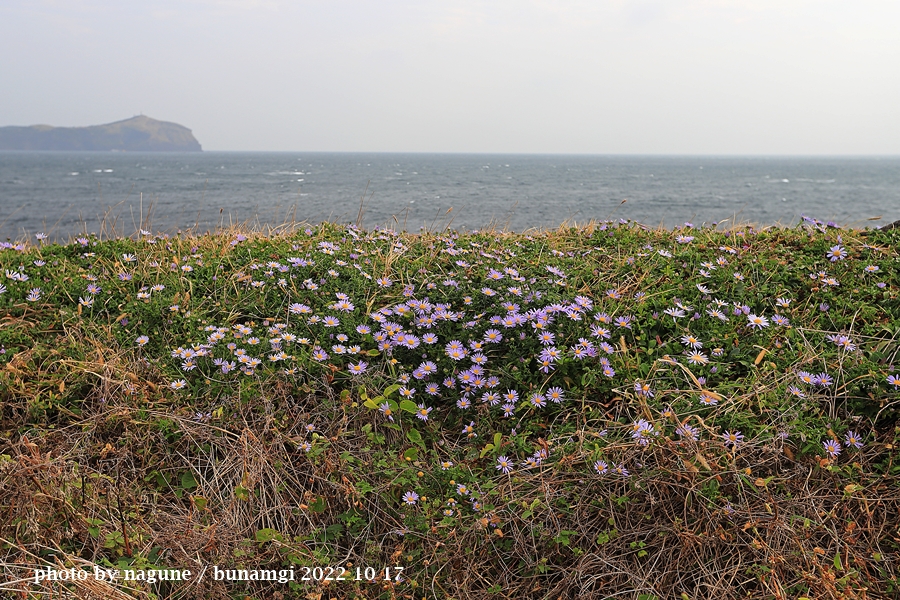 갯쑥부쟁이 성산일출봉주변_6421.JPG