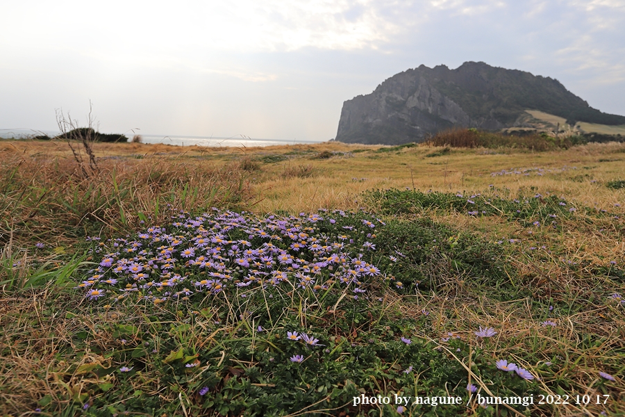 갯쑥부쟁이 성산일출봉주변_6415.JPG