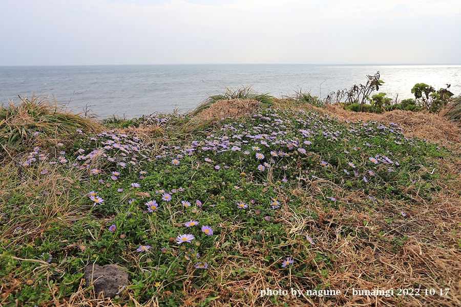 갯쑥부쟁이 성산일출봉주변_6392.JPG