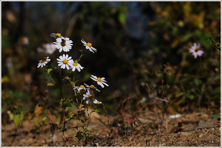 DSC_3927.jpg