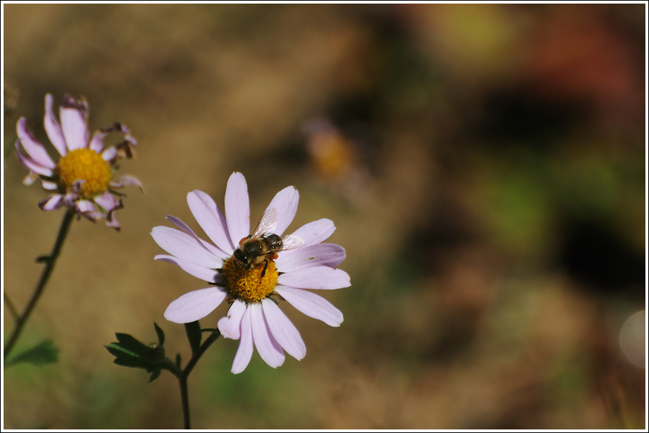 DSC_3934.jpg