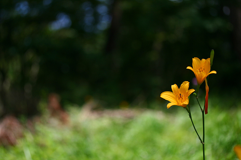 20090621안면도 209.jpg