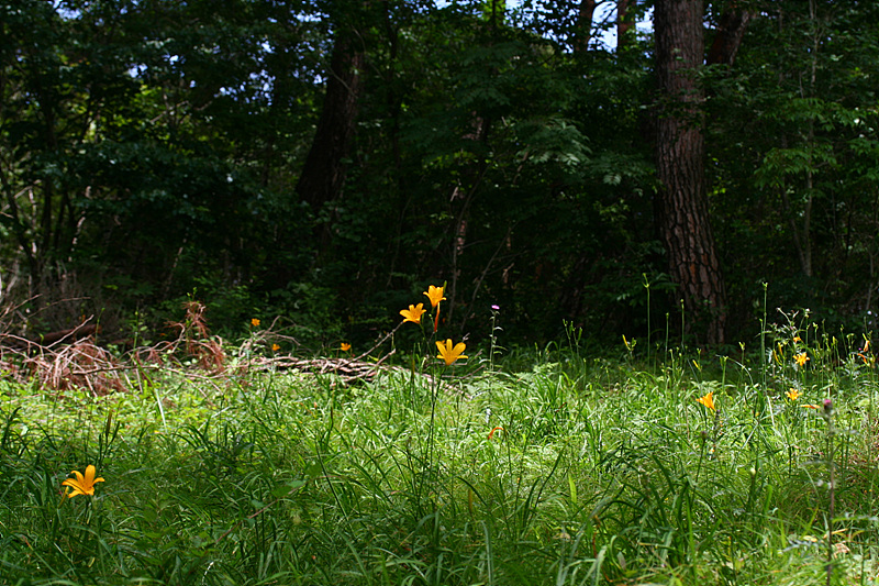20090621안면도 226.jpg