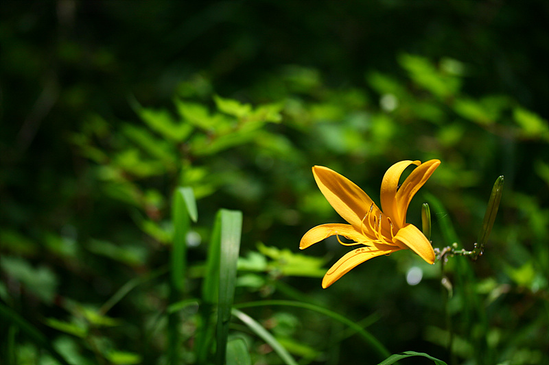 20090621안면도 205.jpg