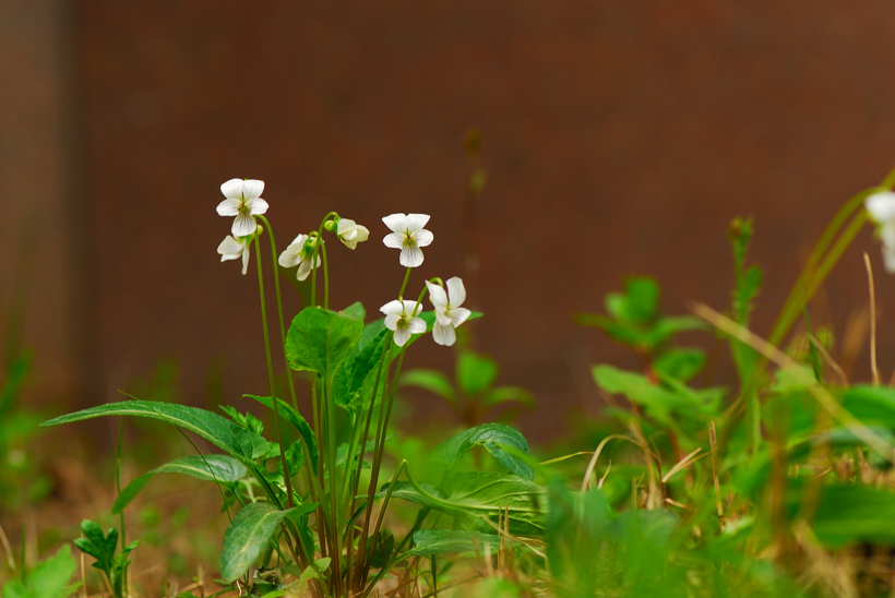 DSC_1450-1.jpg