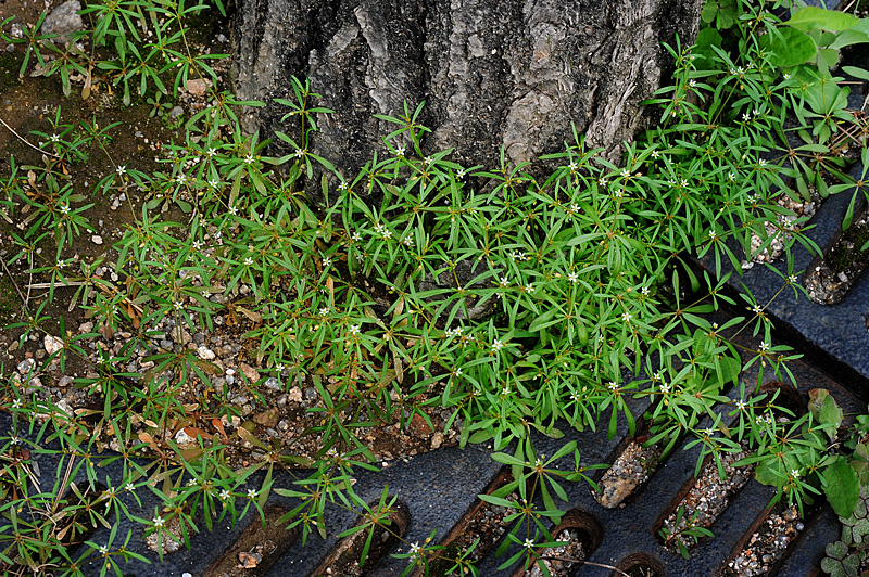 DSC_2430-1.jpg