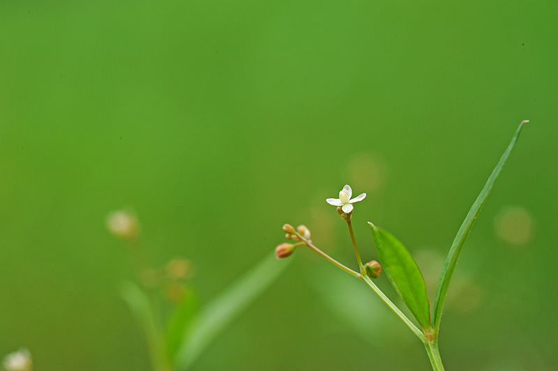 DSC_2468-1.jpg